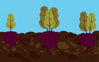 ortaggi piantati, barbabietola. radici, crescendo nel suolo fresco biologico cibo sano, agricoltura. illustrazione vettoriale. illustrazione vettoriale