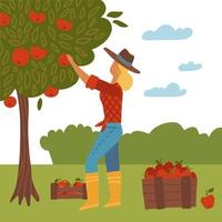 ragazza che raccoglie il raccolto autunnale. donna in piedi e raccogliere le mele concetto. giardiniere femminile, personaggio dei cartoni animati di agricoltore. raccogliere frutti autunnali, produrre. illustrazione vettoriale piatta