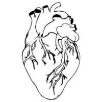 cuore vettoriale