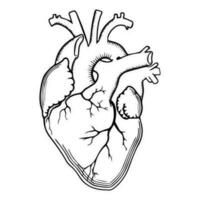 Profilo del cuore realistico vettore