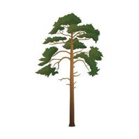 albero di pino alto verde realistico isolato su sfondo bianco - vettore