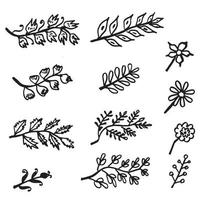 rami disegnati a mano con foglie isolati su sfondo bianco. illustrazione vettoriale botanica.