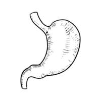 doodle di stomaco anatomico isolato su sfondo bianco. organo umano. illustrazione vettoriale disegnata a mano.