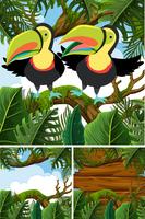 Scene di foresta con uccelli di tucano vettore