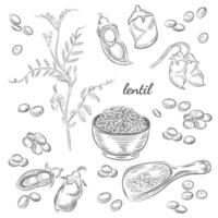 illustrazione disegnata a mano di piante di lenticchie. vettore