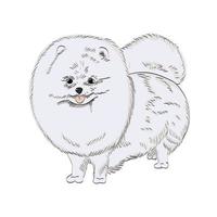 illustrazione disegnata a mano del cane pomeranian bianco. vettore