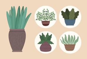 cinque icone di giardinaggio di piante d'appartamento vettore