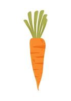 icona di carota fresca vettore