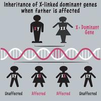 Eredità genetica del cromosoma x-linked vettore