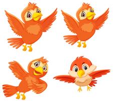 Set di simpatici uccelli arancioni vettore