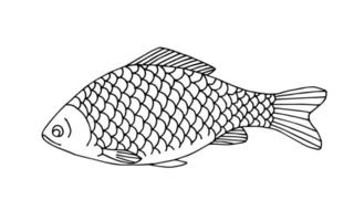 illustrazione vettoriale disegnata a mano con contorno nero. Carassio di pesce di lago d'acqua dolce. per libri da colorare, stampe, logo, attrezzatura da pesca. menù, cucina, ristorante. natura, pescato del pescatore.