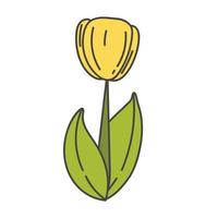 tulipano carino cartone animato con illustrazione vettoriale gambo verde. fiori di primavera