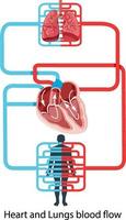 diagramma che mostra il flusso sanguigno del cuore umano vettore