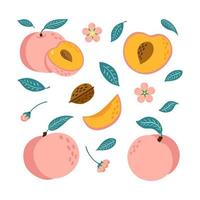 set di pesche dolci mature succose. raccolta di illustrazioni vivaci, intere, tagliate a metà, nettarine tritate, fiori e foglie per il design di logo, pacchetto di succhi, banner e menu. stile cartone animato vettore