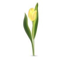 tulipano giallo realistico con foglie verdi isolate su sfondo bianco vettore