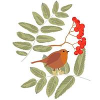 Robin erithacus rubecula illustrazione stock vettoriale. simpatico uccello canoro in calzini. rami di sorbo e bacche rosse. Isolato su uno sfondo bianco. vettore