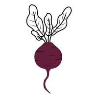 illustrazione vettoriale radice di barbabietola rossa viola saporita dolce