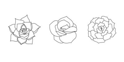 succulente echeveria set - bella rosa, lilacina, purpusorum. pianta disegnata a mano in stile doodle. schizzo grafico casa fiore. illustrazione vettoriale, elementi neri isolati per la stampa e il design vettore
