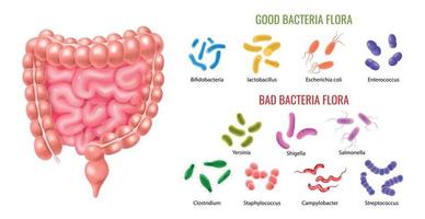 infografica sulla flora batterica del colon buono e cattivo vettore