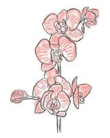 ramoscello fiori di orchidea incisi a mano e acquerello vettore