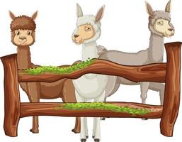 divertente alpaca con staccionata in legno vettore