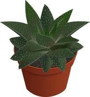 illustrazione vettoriale succulenta haworthia