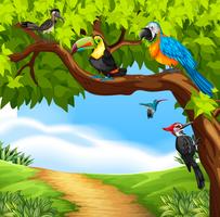 Uccelli selvatici sull&#39;albero vettore