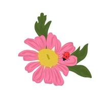 illustrazione di riserva di vettore della margherita rossa. primo piano del fiore di primavera con una coccinella su foglie verdi. camomilla rosa. pianta di prato selvatico. Isolato su uno sfondo bianco.