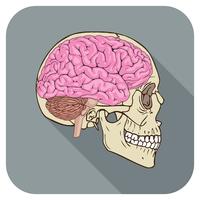 icona cerebrale grigia vettore