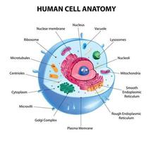 diagramma della cellula umana vettore