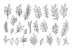 rami e foglie vettoriali. elementi floreali disegnati a mano. rami e foglie invernali. illustrazioni botaniche d'epoca. vettore