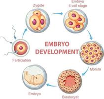 sviluppo embrionale umano nell'infografica umana vettore