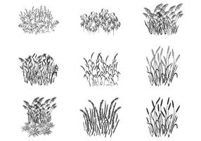 Reed Grass Plant Silhouettes Vectors