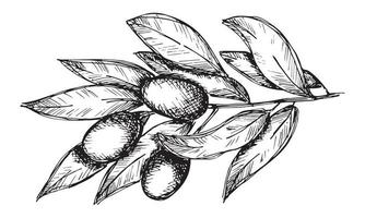 schizzo vettoriale di ramo d'ulivo. clipart di contorno disegnato a mano. illustrazione di cibo ecologico isolato su sfondo bianco. per stampa, web, design, arredamento, logo.