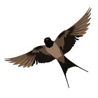 illustrazione di stock di vettore di rondini. un uccello in volo. ali e piume. Isolato su uno sfondo bianco.