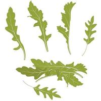 illustrazione di stock di vettore di foglie di rucola. verdi. rucola o mucchio di rucola. foglie di lattuga verde. Isolato su uno sfondo bianco.