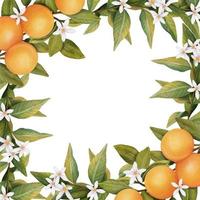 cornice di rami di alberi d'arancio in fiore acquerello disegnati a mano, fiori e arancio, illustrazione isolata su sfondo bianco vettore