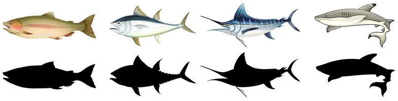 Set di pesci diversi vettore