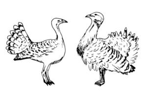 disegno a inchiostro vettoriale. grande uccello bustard, otis tarda femmina, maschio isolato su sfondo bianco. ornitologia, animali della steppa, natura, fauna selvatica. vettore