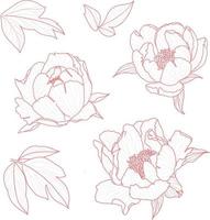 set 2 di peonia isolata illustrazione vettoriale di fiori disegnati a mano