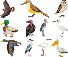 diversi tipi di raccolta di uccelli vettore