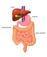 tratto gastrointestinale. intestini, budella, stomaco, fegato isolati su sfondo bianco. tratto digestivo. colon, intestino. medicina, concetto di biologia. disegno del fumetto vettoriale