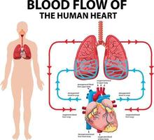 diagramma che mostra il flusso sanguigno del cuore umano vettore