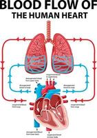 diagramma che mostra il flusso sanguigno del cuore umano vettore