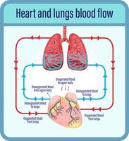 diagramma che mostra il flusso sanguigno del cuore umano vettore