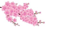 sfondo di fiori di sakura. fiore di ciliegio isolato sfondo bianco vettore