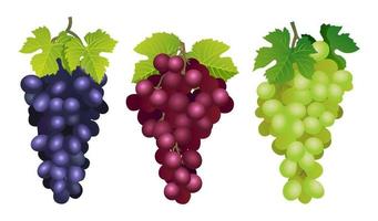 raccolta di varie illustrazioni fresche di uva rossa, viola e verde isolate su sfondo bianco vettore