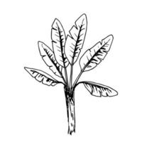 schizzo vettoriale semplice disegnato a mano con contorno nero. banano, foglie, tronco, pianta tropicale, palma isolata su sfondo bianco. per stampa, adesivi, etichette.