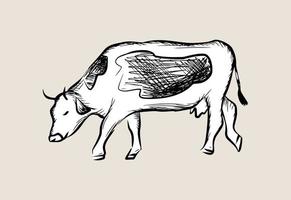 disegno di schizzo di arte della linea della mucca da latte, animale domestico della fattoria, stile piatto del profilo di doodle. icona grafica isolata. modello di stampa del design del logo. Incisione vintage di bovini cornuti ungulati. vettore