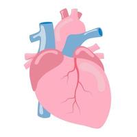 anatomia dell'organo interno umano del cuore vettore